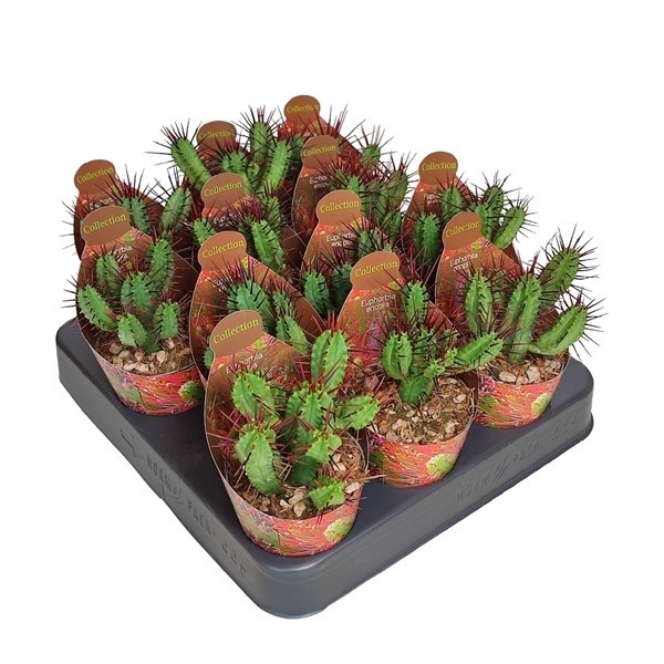 <h4>EUPHORBIA ENOPLA-POT Ø 6,5 - COLLECTION WITH POTCOVER (SUCCULENTEN)</h4>