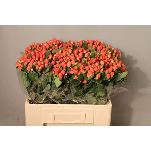 Hyp Mag Roy Princess Boxes