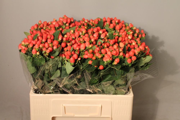 <h4>Hyp Mag Roy Princess Boxes</h4>