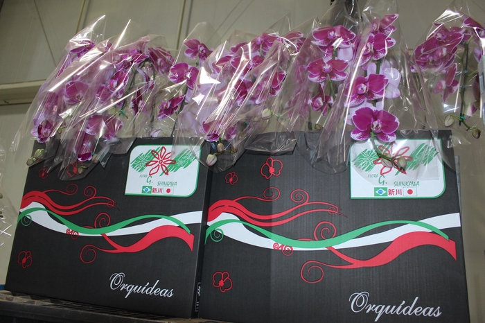 <h4>PHALAENOPSIS CASCATA P15 BICOLOR MIN 8 FLS</h4>