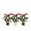 Anthurium 7 cm Diamond Red in Sparkle ceramics + stabber