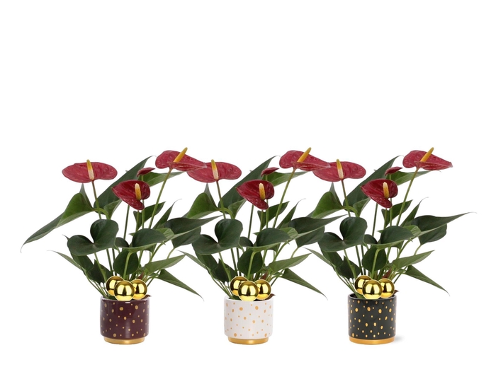 <h4>Anthurium 7 cm Diamond Red in Sparkle ceramics + stabber</h4>