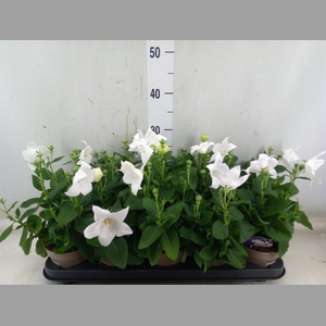 Platycodon grand. 'Astra White'