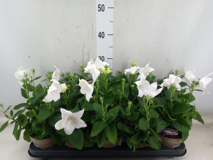 <h4>Platycodon grand. 'Astra White'</h4>