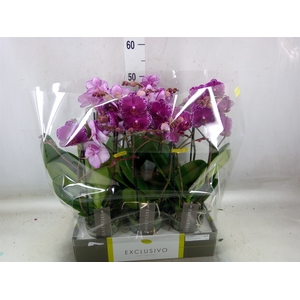 Phalaenopsis multi.   ...lilac