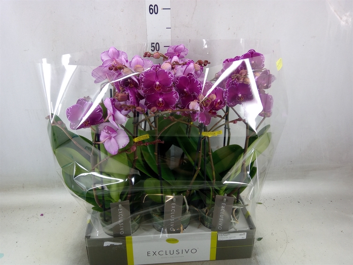 <h4>Phalaenopsis multi.   ...lilac</h4>