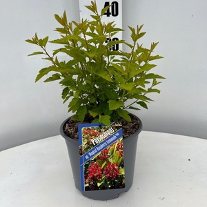 Physocarpus opulifolius