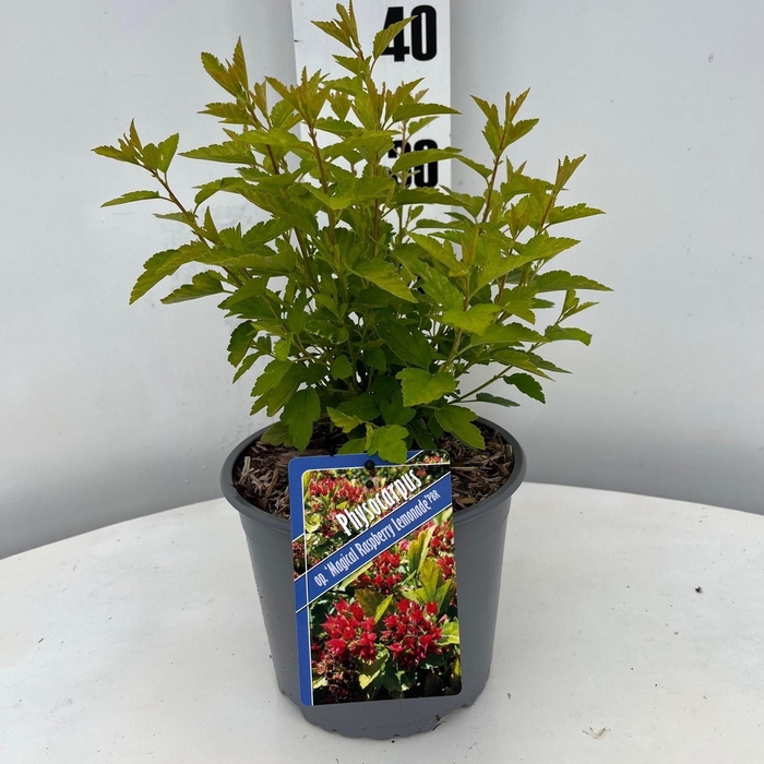 <h4>Physocarpus opulifolius</h4>