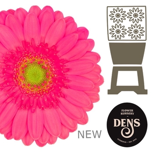 Germini Scoop Diamond