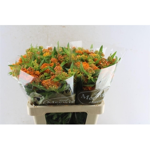 Asclepia Tuberosa Orange