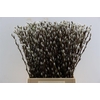 Salix Wilgenkatjes 50cm P Stem