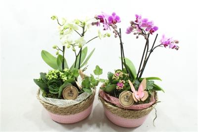 <h4>6113 Mand Roze Phal</h4>