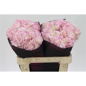 Hydr Naturel Light Pink