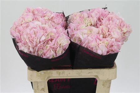 <h4>Hydr Natural Pink</h4>