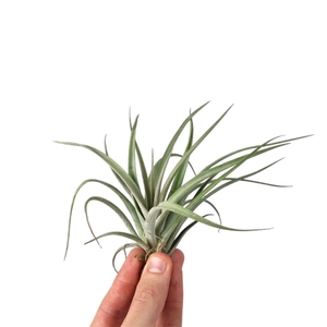 Tillandsia Pohliana