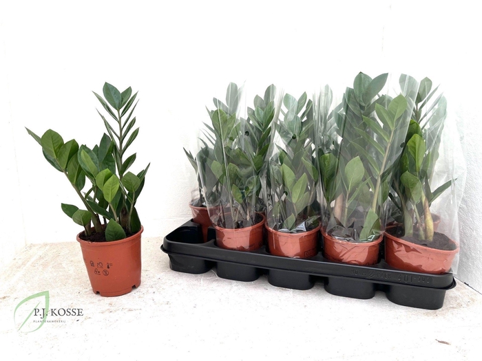 <h4>ZAMIO ZAMIIFOLIA</h4>