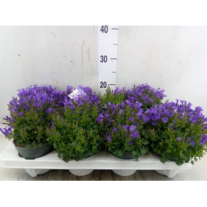 Campanula porten.