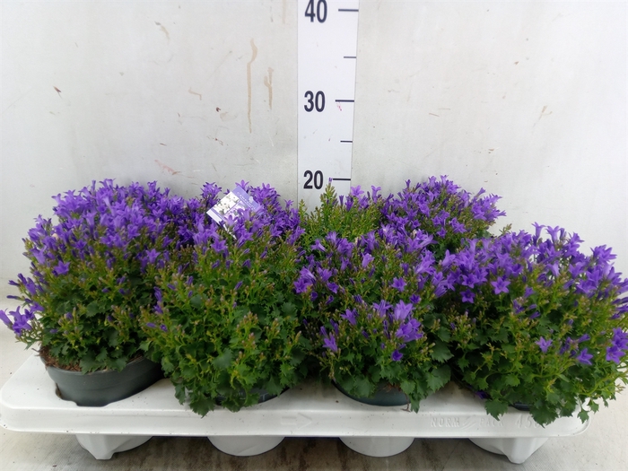 <h4>Campanula porten.</h4>