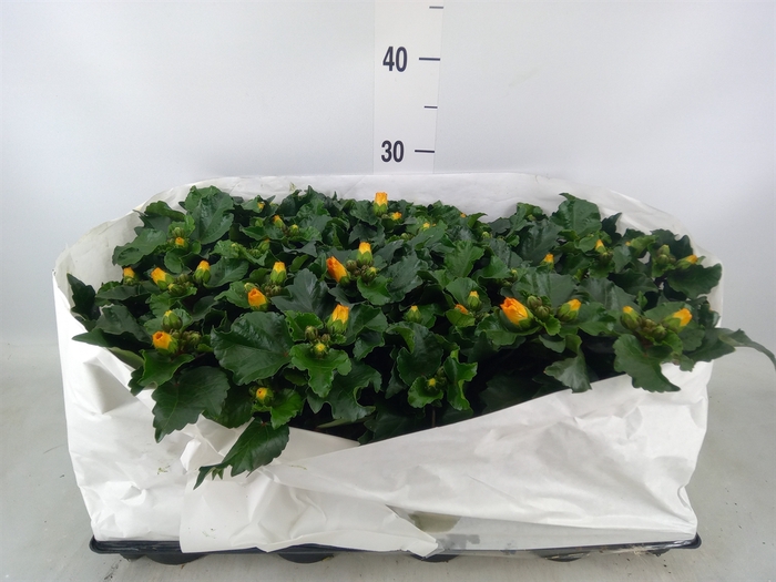 <h4>Hibiscus rosa-sin.   ...</h4>