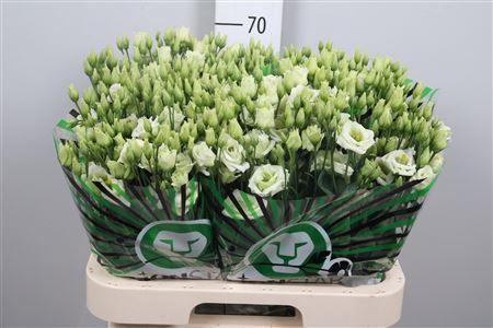 <h4>Eus G Rosi Green</h4>