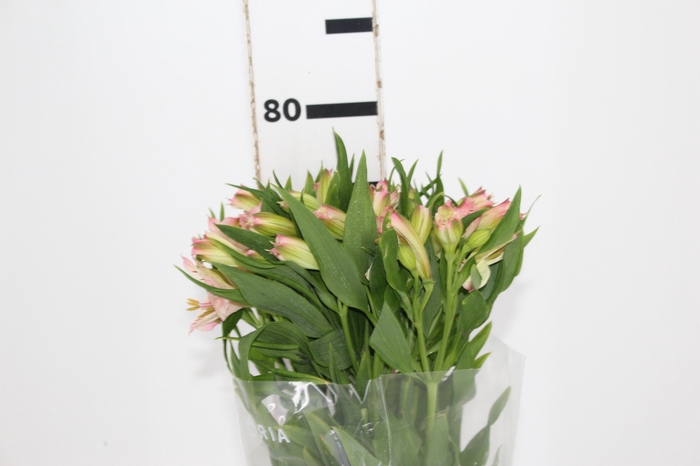 <h4>ALSTROEMERIA PAPILLON 080 CM ROSA</h4>