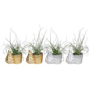 JUNCUS SPIRALLIS P6 L 67096