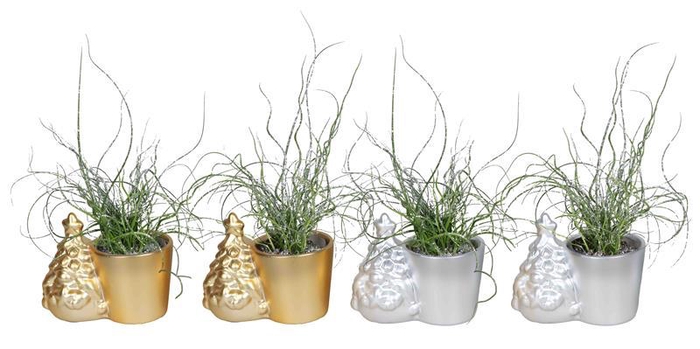 <h4>JUNCUS SPIRALLIS P6 L 67096</h4>