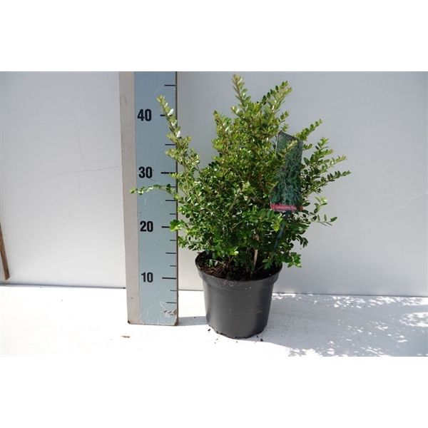 <h4>Lonicera nit. 'Elegant' C2</h4>