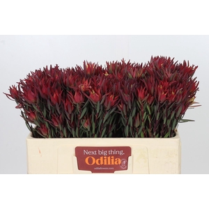 Leucadendron Blush Spray