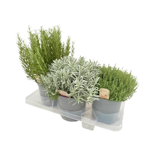 Italiaanse tuinkruiden gemengd - struik