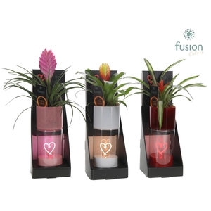 LEDhartlicht planter met Bromelia