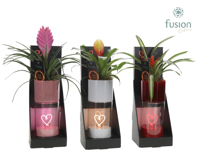 <h4>LEDhartlicht planter met Bromelia</h4>