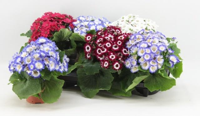 <h4>PERI C VENEZ GEM</h4>