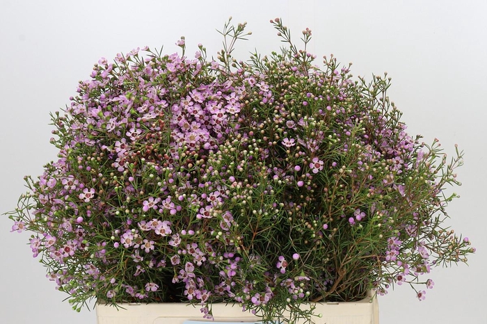<h4>Chamelaucium Solar</h4>