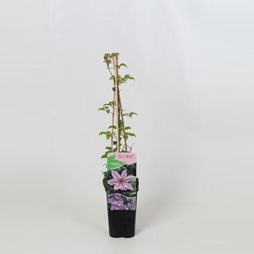 <h4>Clematis Nelly Moser</h4>