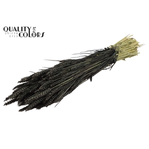 Triticum per bunch Black