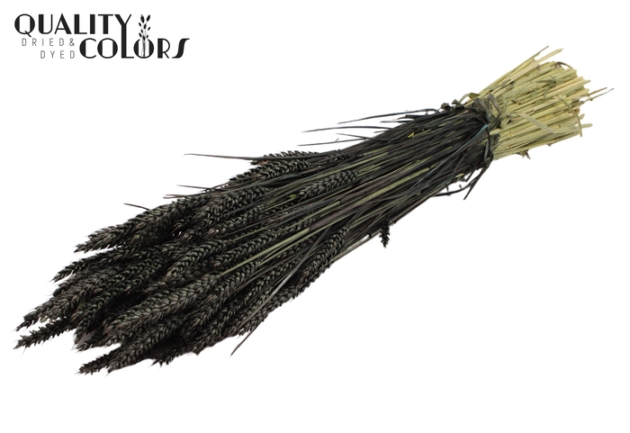 <h4>Triticum per bunch Black</h4>