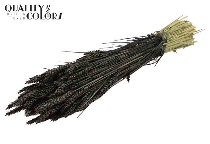 Triticum per bunch Black