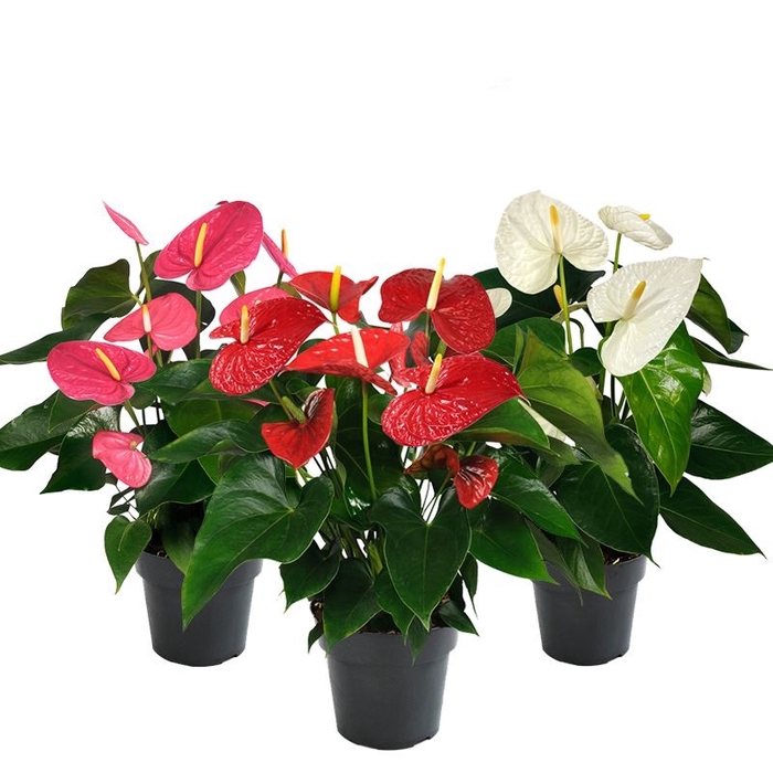 <h4>ANTHURIUM VARIADO P15</h4>