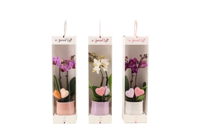 <h4>Valencia Mix Tiny Dolls Mix 2T10+ Aqu@ in Giftbox + Hartjes Duo</h4>