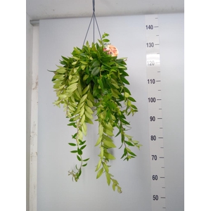 Aeschynanthus  'Caro Improved'