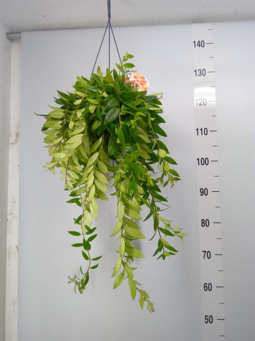 <h4>Aeschynanthus  'Caro Improved'</h4>