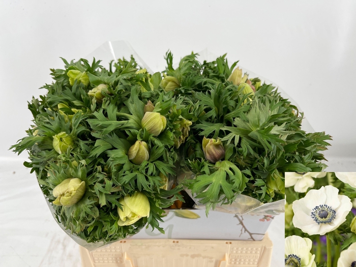 <h4>ANEM CO MAR PANDA</h4>