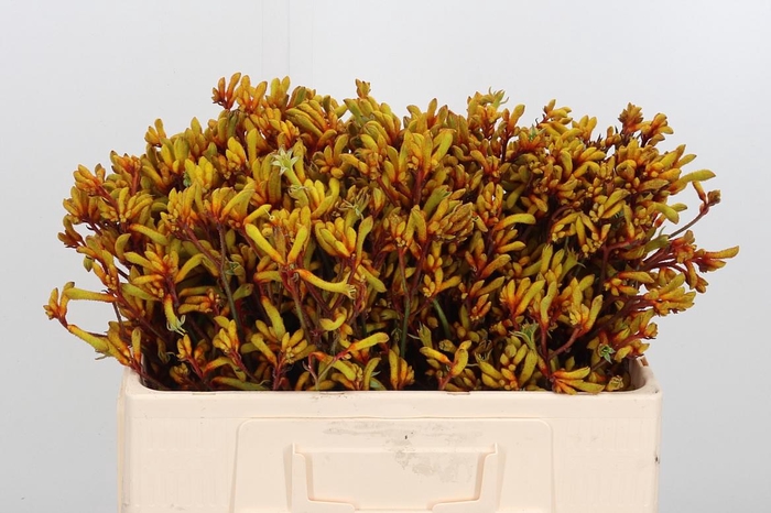 <h4>Anigoz Gold Fever</h4>