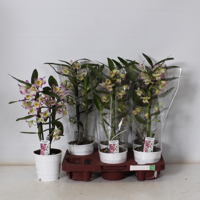 <h4>DEND NOBILE</h4>