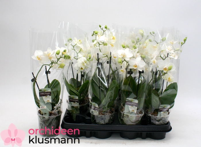 <h4>PHAL OV WIT</h4>