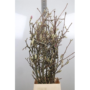 Magnolia Grandiflora