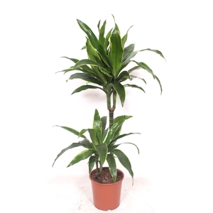 Dracaena fr de 'Art'