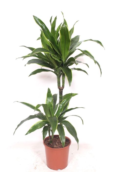 <h4>Dracaena fr de 'Art'</h4>