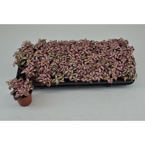 Fittonia Mosaic Zalm Forest Flame